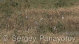 Video of Grey Heron - Grey Heron hunting fish in the lake